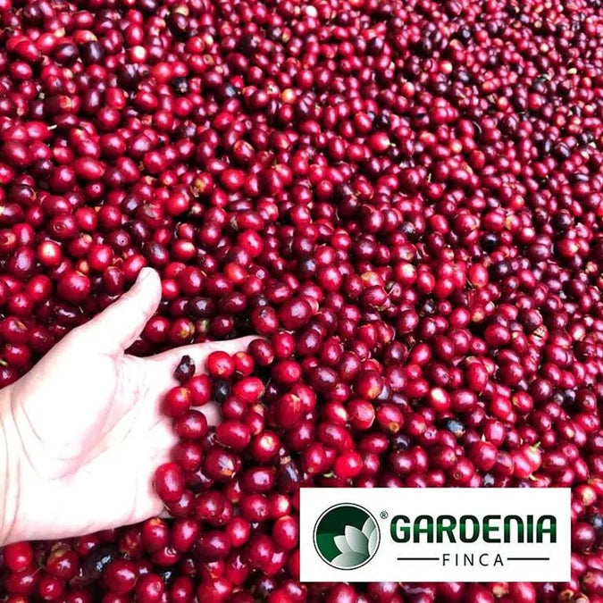 GUATEMALA | Anaerobic Natural
