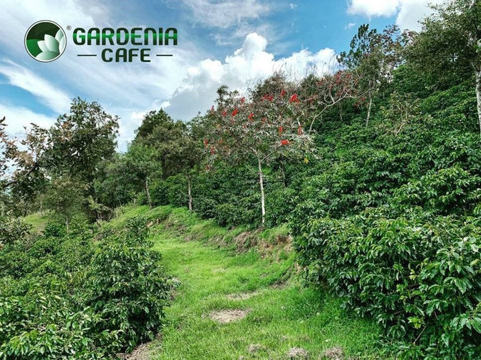 GUATEMALA | Anaerobic Natural