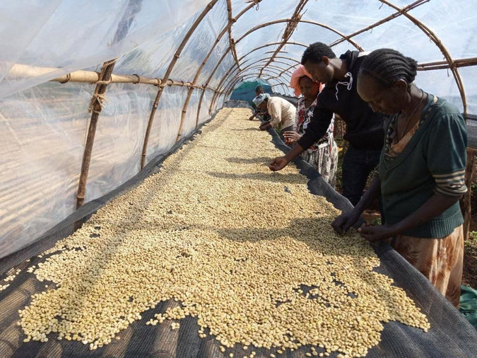 ETHIOPIA｜Washed