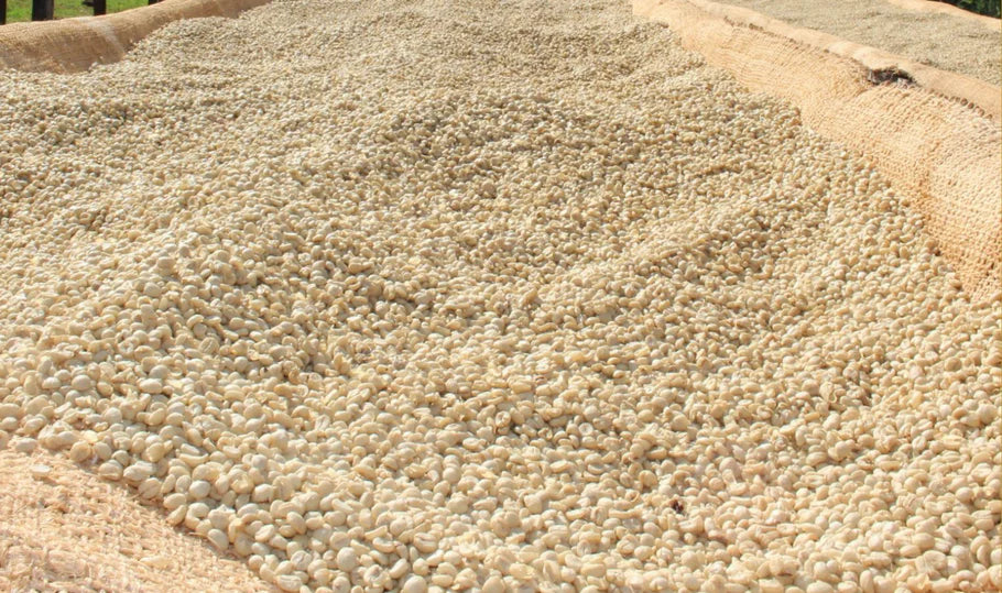 KENYA｜Washed